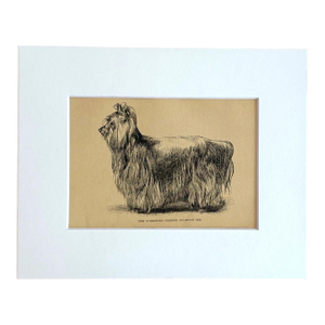 Antique Dog Print in 8 x 10 Mat, ca. 1890: The Yorkshire Terrier Champion Ted