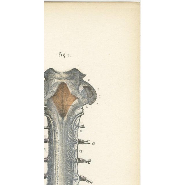Paper Hirschfeld and Leveille, Spinal Nerve Roots Along the Whole Cord, Hirschfeld Double Folding Plate, 1866, Paper For Sale - Image 7 of 12