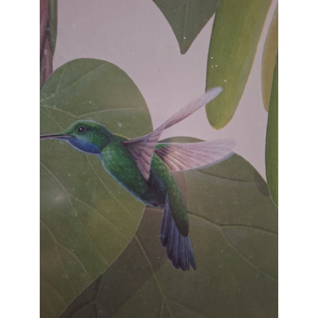 Illustration 1960s Rare Lucien Harris III Signed/Numbered Print 43/50 - Blue-Chinned Sapphire Hummingbird - Framed For Sale - Image 3 of 8