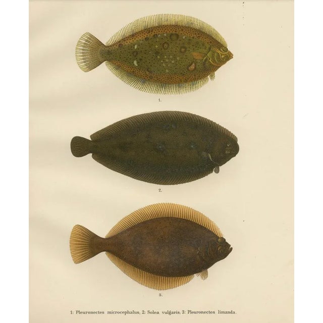 Wilhelm von Wright, Flounder, Common Sole and Dab, 1895, Lithograph on Paper For Sale - Image 6 of 10