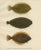 Wilhelm von Wright, Flounder, Common Sole and Dab, 1895, Lithograph on Paper For Sale - Image 6 of 10