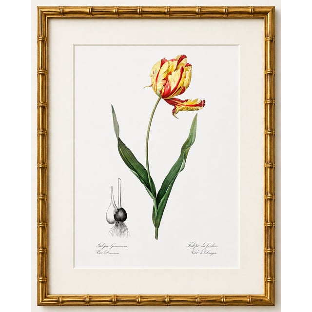Paper Didier's Tulip by Redouté, Vintage Botanical Art Print, 16" X 20" For Sale - Image 7 of 8