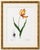 Paper Didier's Tulip by Redouté, Vintage Botanical Art Print, 16" X 20" For Sale - Image 7 of 8
