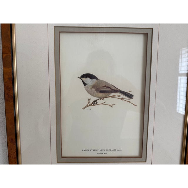 2010s Ethan Allen Antique Bird Print: Atricapillus For Sale - Image 5 of 8