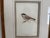 2010s Ethan Allen Antique Bird Print: Atricapillus For Sale - Image 5 of 8
