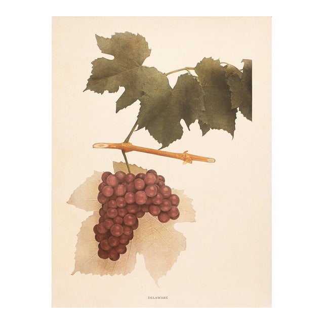1900s U. P. Hedrick, Original Antique Photogravure of Delaware Grapes For Sale