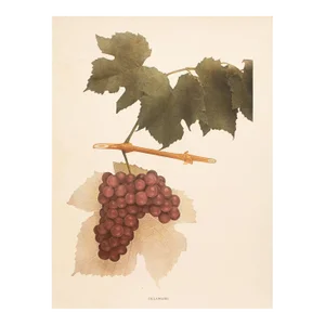 1900s U. P. Hedrick, Original Antique Photogravure of Delaware Grapes
