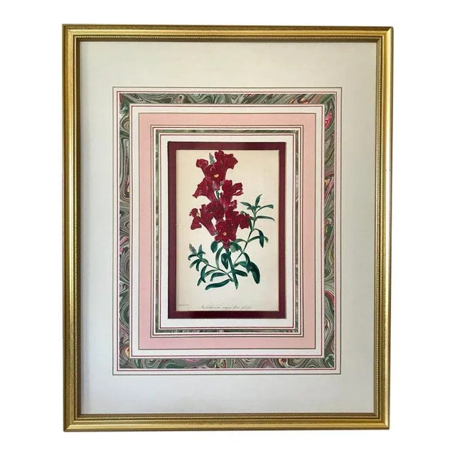 Printmaking Materials Antique Paxton Botanical Color Lithograph Snap Dragons C.1840 For Sale - Image 7 of 7