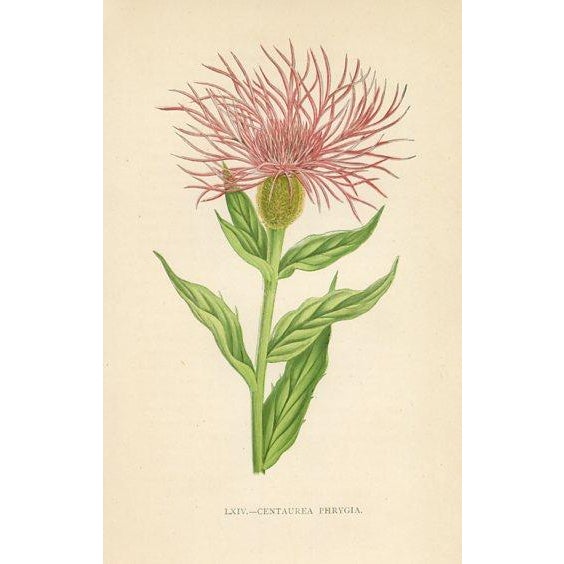 Late 19th Century 1890s, Edelweiss Botanical Print, Flora of the Alps, Set of 4, Antique Botanical Prints, Lithographs, England For Sale - Image 5 of 5
