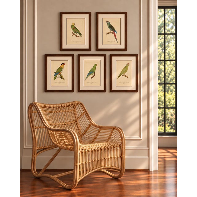 A wonderfully colorful gallery of five original antique parrot engravings, featuring rich botanical greens, brilliant...