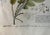 Mid 18th Century Georg Ehret 18th Century Original Botanical Engraving “Bocconia” Tab IV For Sale - Image 5 of 7