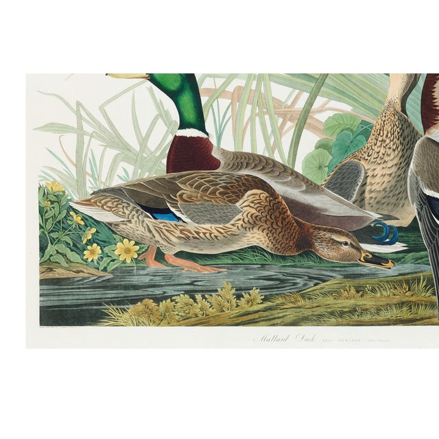 Mallard Duck, Vintage Art Print Reproduction From Birds of America by John James Audubon, 40" X 60" For Sale - Image 10 of 11