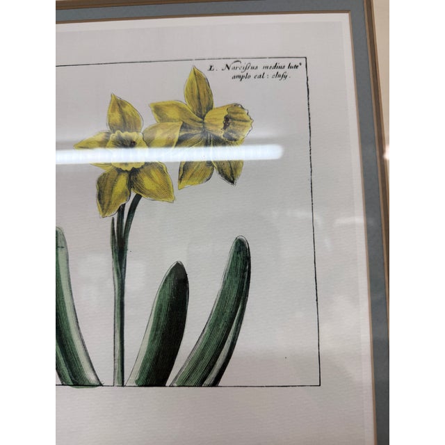 Daffodil Botanical Art Print, Framed For Sale In San Francisco - Image 6 of 12