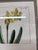 Daffodil Botanical Art Print, Framed For Sale In San Francisco - Image 6 of 12