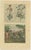 This original antique print depicts various plants and trees from south east asia, incuding ginger. Below dutch voc men...
