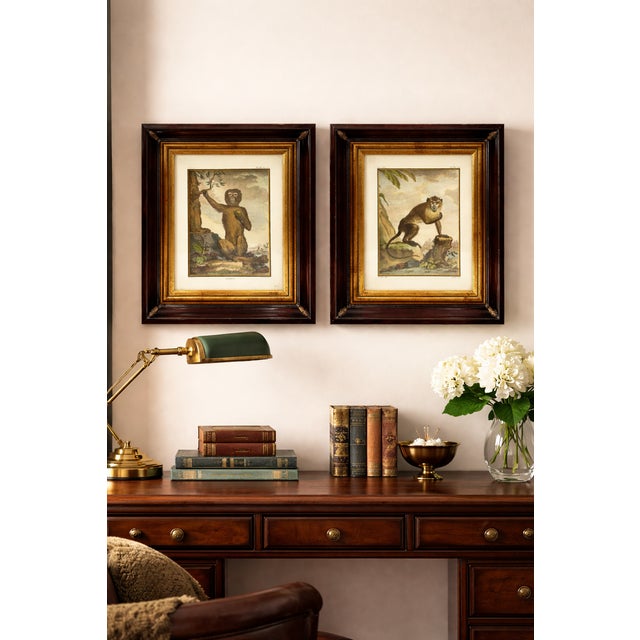 French Natural History Monkey Prints Magot Barbary Macaque Kindly note photo number two (2) is a digital rendering created...