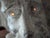 1990s Bust of Marsailles Lite Eyes For Sale - Image 10 of 11