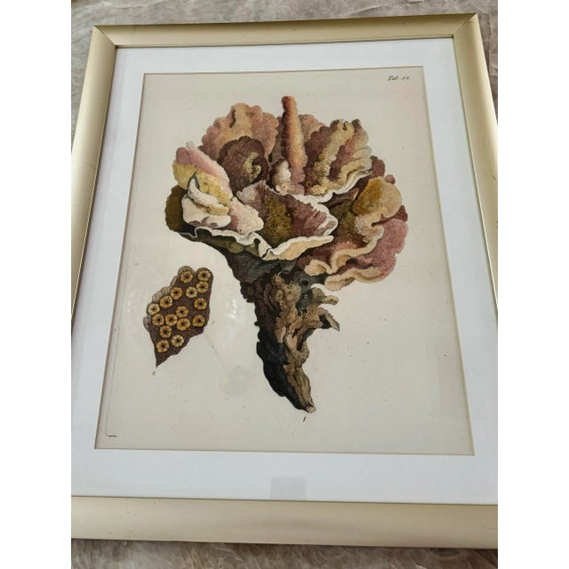 Vintage gorgeous C 1980 Coral specimen framed print.