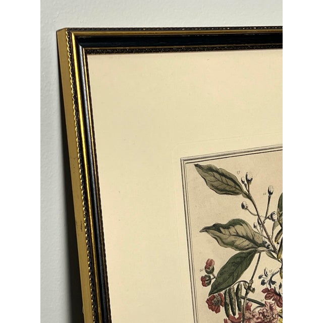 Late 20th Century Framed Prints, 12 Months of Flowers by Robert Furber Orig. 1730 - Set of Four For Sale - Image 12 of 18