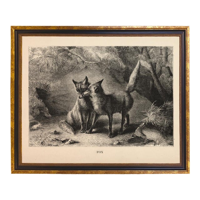 Vintage Fox Engraving Framed Print, 11x14", Black and Gold Frame For Sale