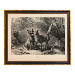 Vintage Fox Engraving Framed Print, 11x14", Black and Gold Frame