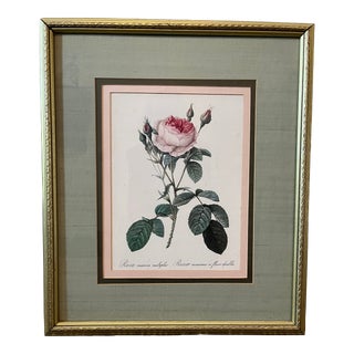 Late 20th Century Framed Botanical Rose Print For Sale