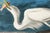 Paper Great White Heron, Vintage Art Print Reproduction From Birds of America by John James Audubon, 60" X 40" For Sale - Image 7 of 11