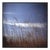 Paul Cooklin, Wild Grasses, Suffolk, 2009, Edition of 50 For Sale