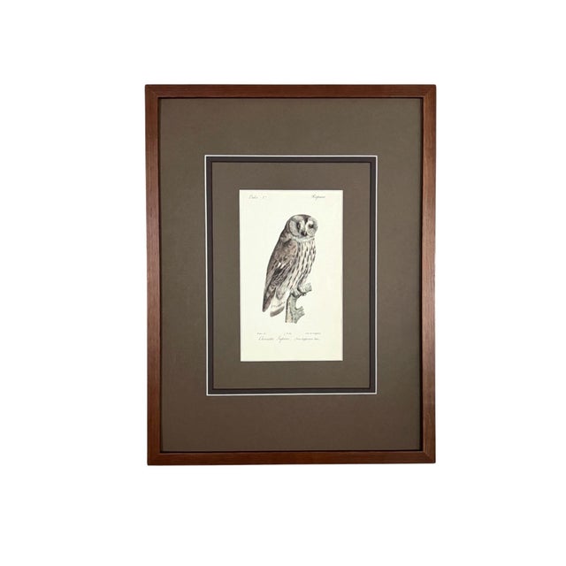 This original 1828 hand-colored ornithological print by Jean-Charles Werner depicts the Great Grey Owl, titled Chouette...