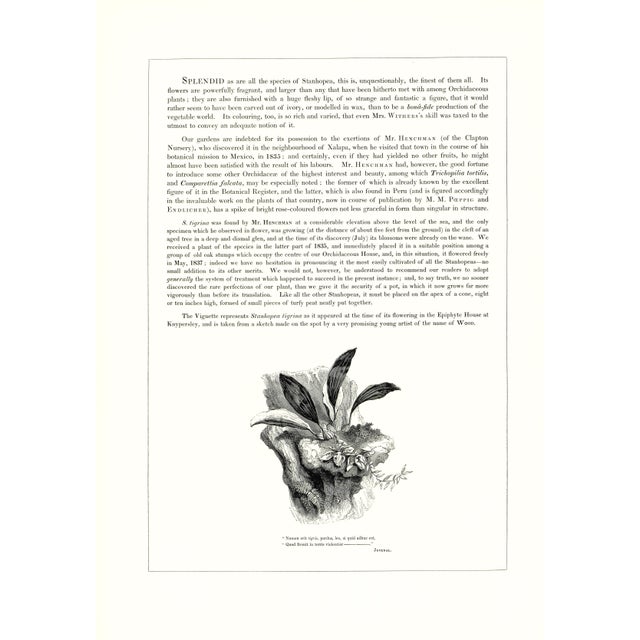 1970s Large 1973 Orchid Flower Lithograph "Stanhopea Tigrina" (Tiger-Like Stanhopea) After James Bateman For Sale - Image 5 of 7