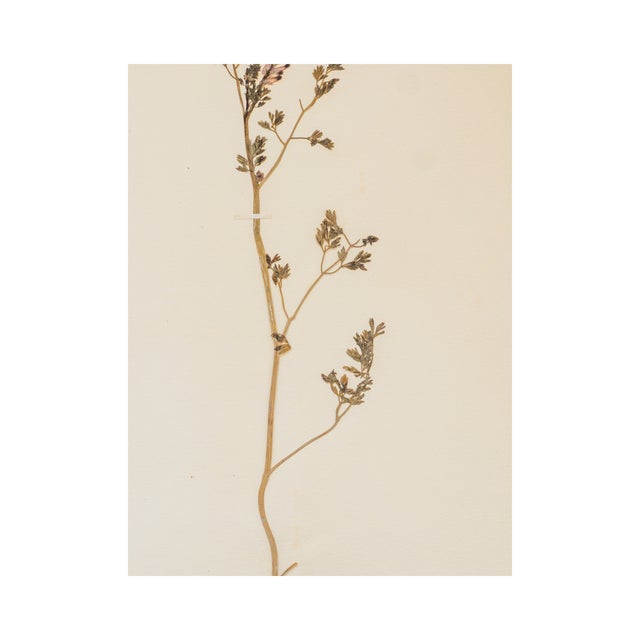 Antique Swedish Herbarium - Earth Smoke, circa 1908