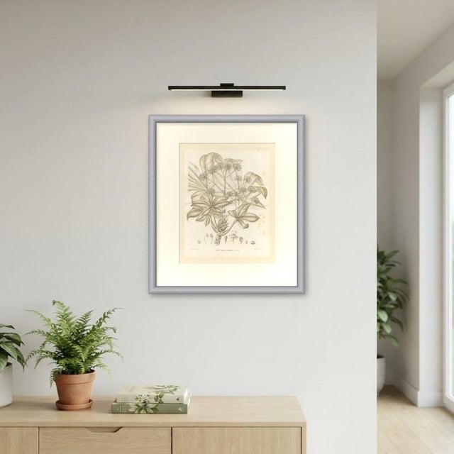Paper L. Stroobant, Fatsia Japonica, Aralia Japonica Flowering Branch, 1858, Lithograph For Sale - Image 7 of 9