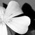 Contemporary Ugne Pouwell, White Bloom, 2024, Photography For Sale - Image 3 of 4