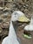 Folk Art Mid Century Porch Garden Goose For Sale - Image 3 of 8