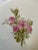 1900 - 1909 Antique Jean Pouyat Limoges Large Serving Bowl With Pink Roses For Sale - Image 5 of 13