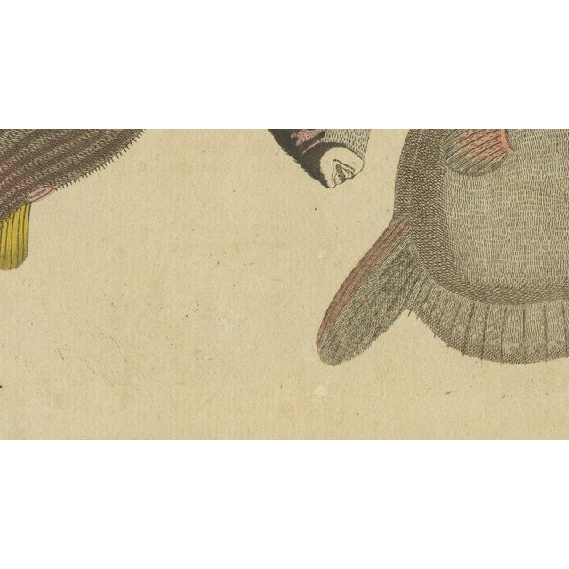 19th Century Bertuch, Pufferfish, Porcupinefish and Ocean Sunfish, 1805, Print For Sale - Image 5 of 12