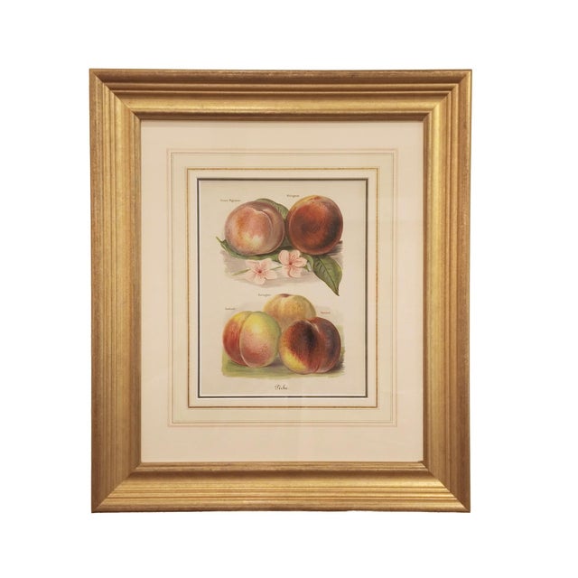 Set of Nine Fruit Chromolithographs by May Rivers, English Circa 1892 For Sale In San Francisco - Image 6 of 10
