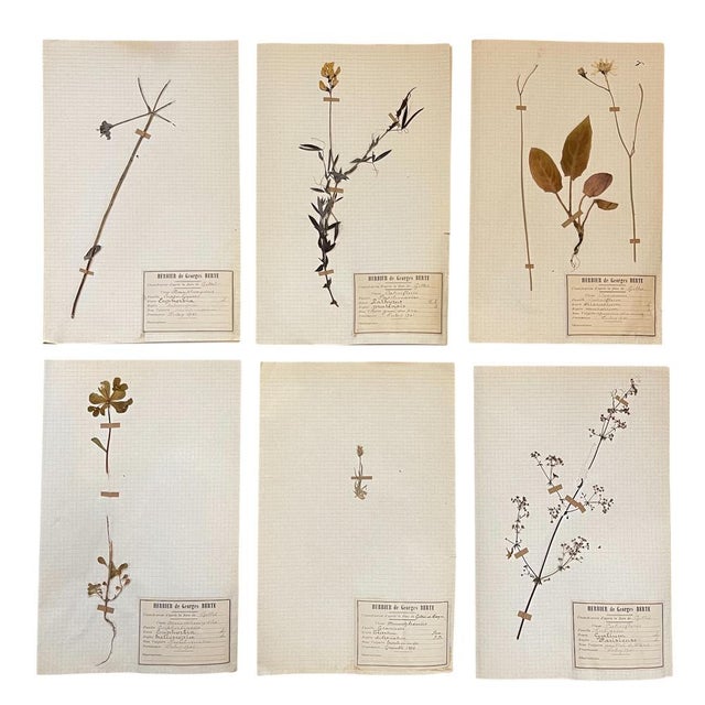 Lot 90 Herbarium Boards Vintage Plant and Flower Decoration by George Bert, France 1940', 1940, Grass For Sale - Image 18 of 18