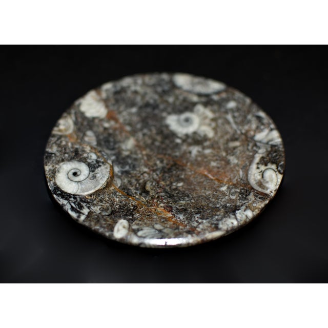 Pair Ammonite Plates Fossil Millions Years Natural Finely Crafted For Sale - Image 12 of 13
