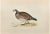 Virginian Partridge is a modern artwork realized in 1870 by the British artist Alexander Francis Lydon (1836-1917)....