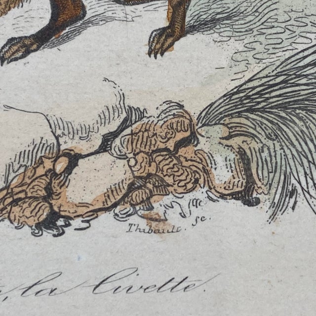 French Antique 18th Century "La Genette" Animal Engraving Hand Colored Signed Artwork For Sale - Image 9 of 12