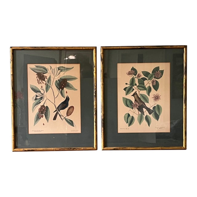 Antique Hand Colored Bird Engravings Framed Mark Catesby Set For Sale
