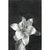 Aleksandra Kalisz, Lily, 2020, Pencil on Paper For Sale - Image 4 of 5