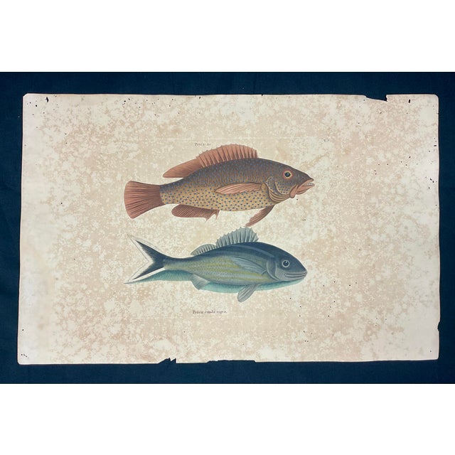 Mark Catesby (British, 1683-1749) Engraving of "Coney Fish and Cottonwick", unframed. Catesby was a highly celebrated...