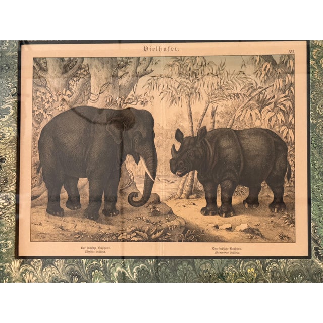 Set of Nine Gotthilf Von Schubert Natural History Chromolithographs For Sale - Image 12 of 17