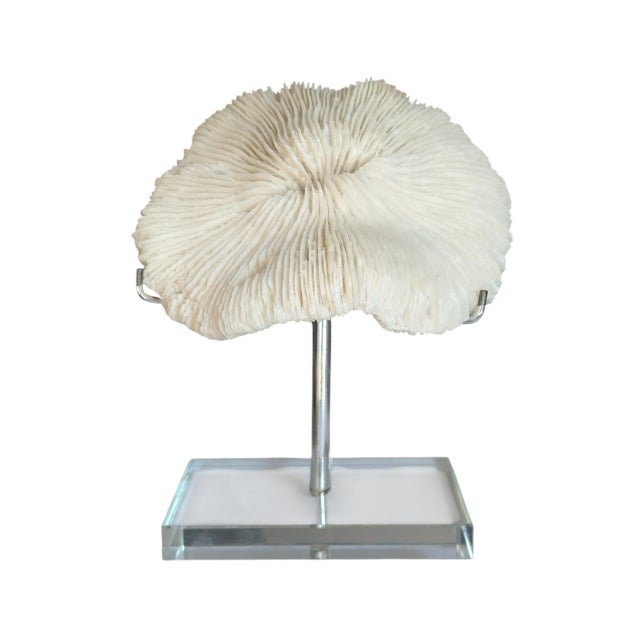 Contemporary Natural White Mushroom Coral Specimen on Glass Block For Sale - Image 3 of 12