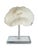Contemporary Natural White Mushroom Coral Specimen on Glass Block For Sale - Image 3 of 12