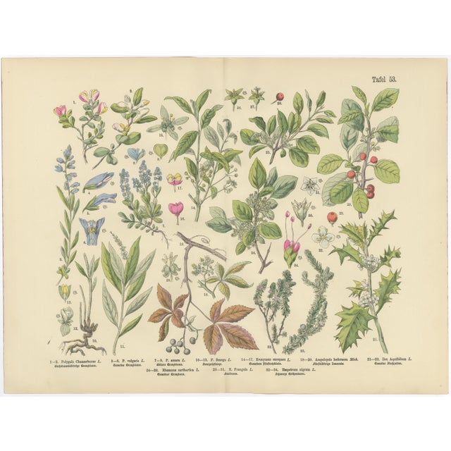 M. Fünfstück, Wildflowers & Medicinal Plants, 1890s, Chromolithograph, Set of 4 For Sale - Image 5 of 9
