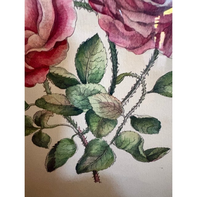 Pink A Hand Colored Engraving of Pink Roses For Sale - Image 8 of 15