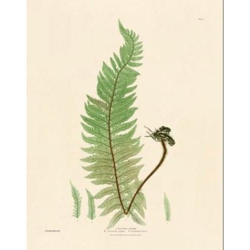 Botanical Ferns by Henry Bradbury- Plates 1-9 - Set of 9 For Sale In Atlanta - Image 6 of 10